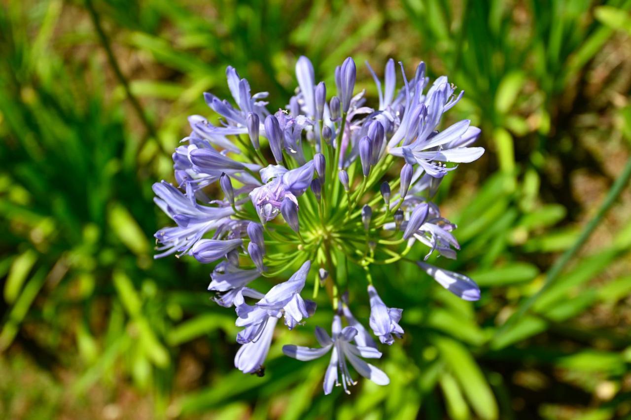 הוילה Campos do Jordão Badenwein מראה חיצוני תמונה